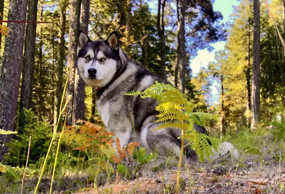 A husky dog sits looking out on the forest at a Better Place Forests Memorial Forest in Point Arena California. The owner read the loss of a dog poem