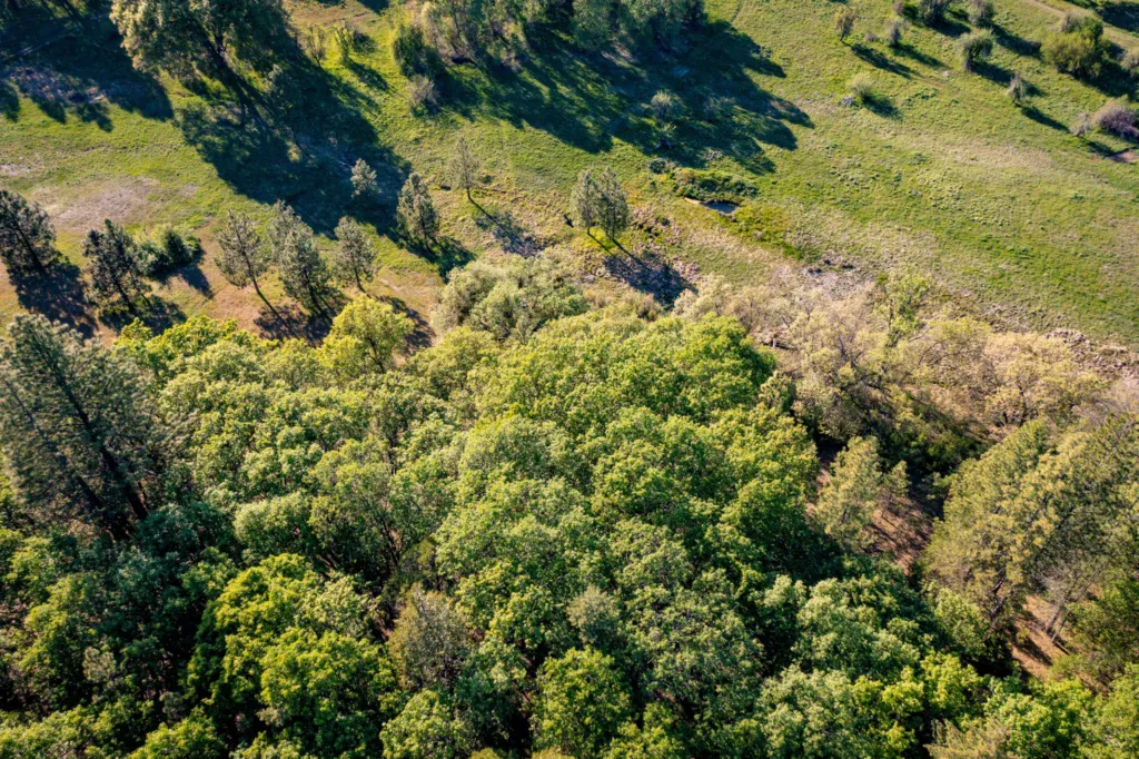 what is reforestation