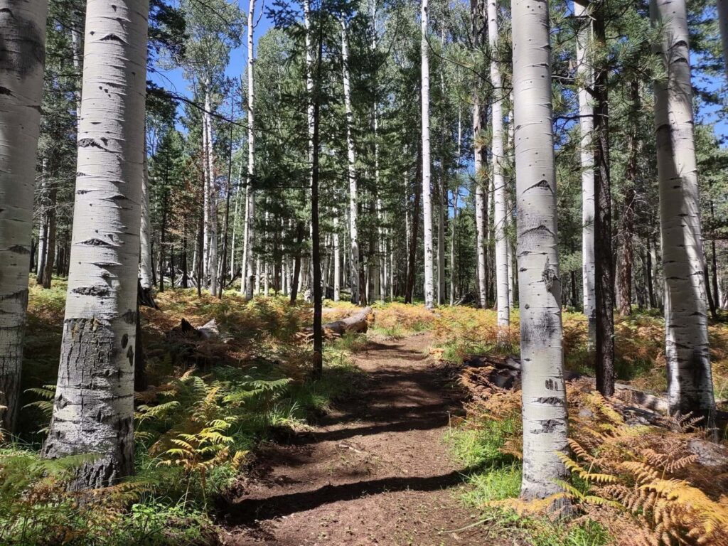 Path in the aspens in Flagstaff