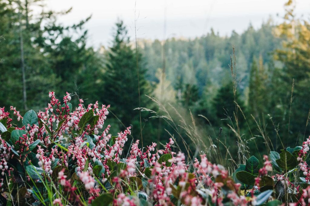 a field of flowers to help figure out what to write in a sympathy note