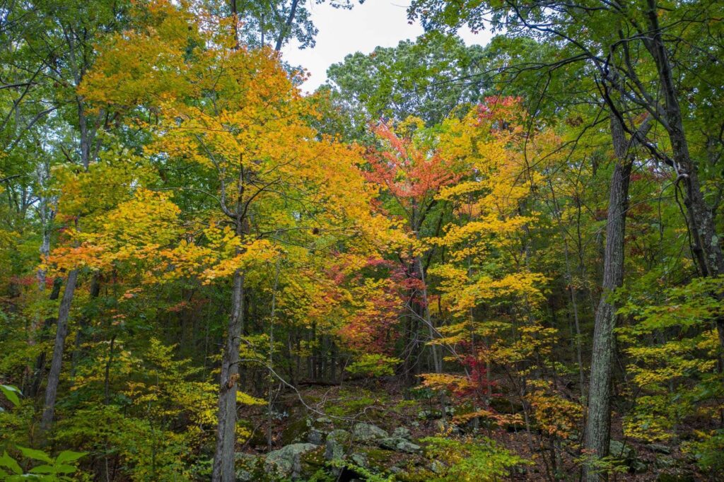 A forest with trees with their leaves changing colors. Forest protection is an important part of Better Place Forests.