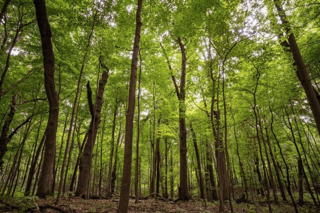 tall trees with green leaves in Better Place Forests. A place to think about the vatican's view on cremation