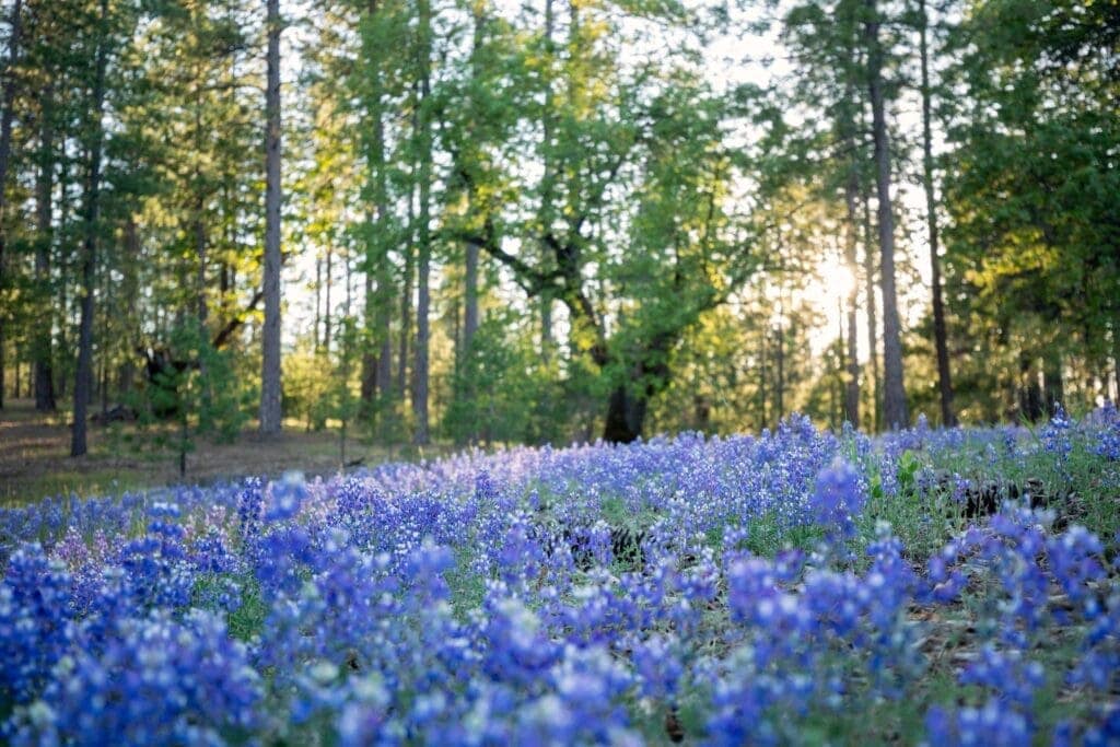 blue flowers cover the forest floor at Better Place Forests. A beautiful place to have an urn display at funeral