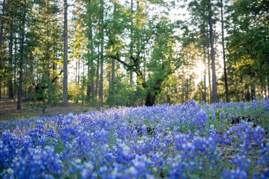 blue flowers cover the forest floor at Better Place Forests. Proof that Spring is the best season