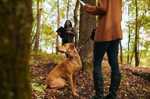 An owner walks their senior dog in a Better Place Forest's Memorial Forest