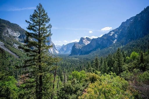 California forest with mountains in the background