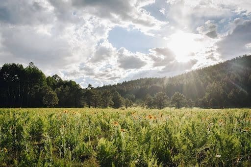Meadow with wildflowers growing and mountains in the background. You could be scattering ashes in Arizona at our Flagstaff forest