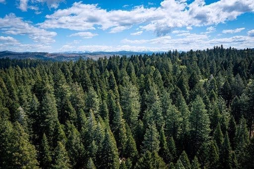 Redwood tree in Better Place Forests Point Arena