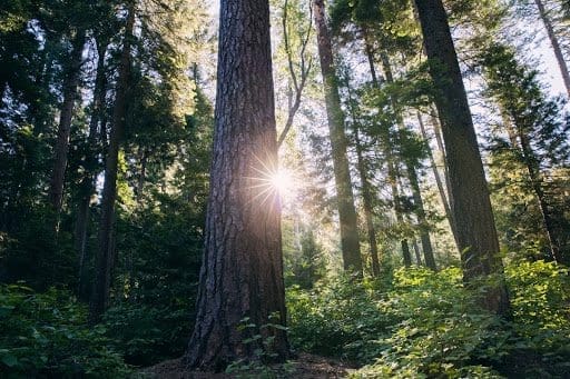 The sun poking out behind a large tree. A great place to write condolence text messages