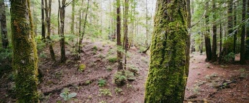 The moss covered trees of Better Place Forests Point Arena