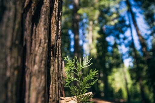 Better Place Forests Memorial Tree