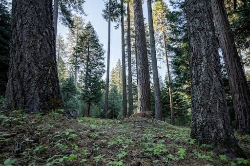 Santa Cruz Forest