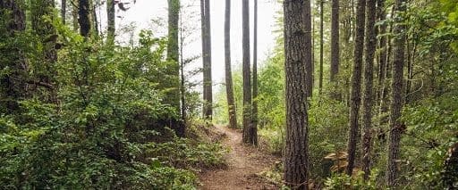 Point Arena Forest