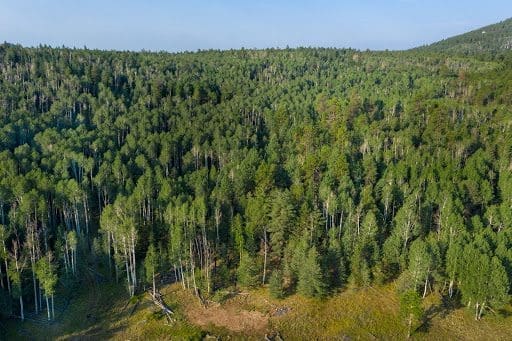 Better Place Forests Western Sierra