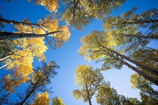 Grove of aspen trees in the fall with blue sky and sun shining