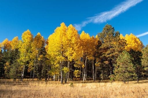 Point Arena Forest