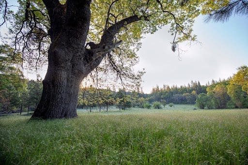 A large oak tree looking out over a meadow. An example of a place for a natural burial