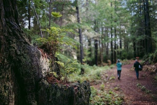 a woman walks around in Better Place Forests Point Arena and thinks about her end of life documents