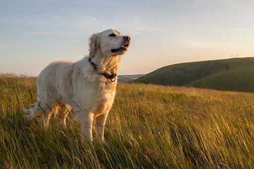 A golden retriever dog standing on a grassy hillside with mountains in far distance