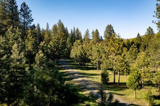 A serene forest is an alternative setting for a funeral where you can worry less about what to wear and instead connect with nature