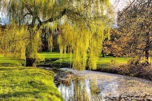 A Willow tree growing on the banks of a river. This is willow tree symbolism