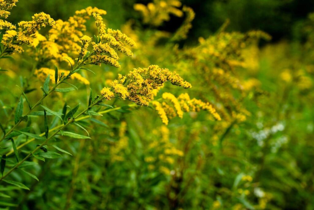Yellow wildflowers growing in our forest in St. Croix Valley, Minnesota. This shows Spring is the best season
