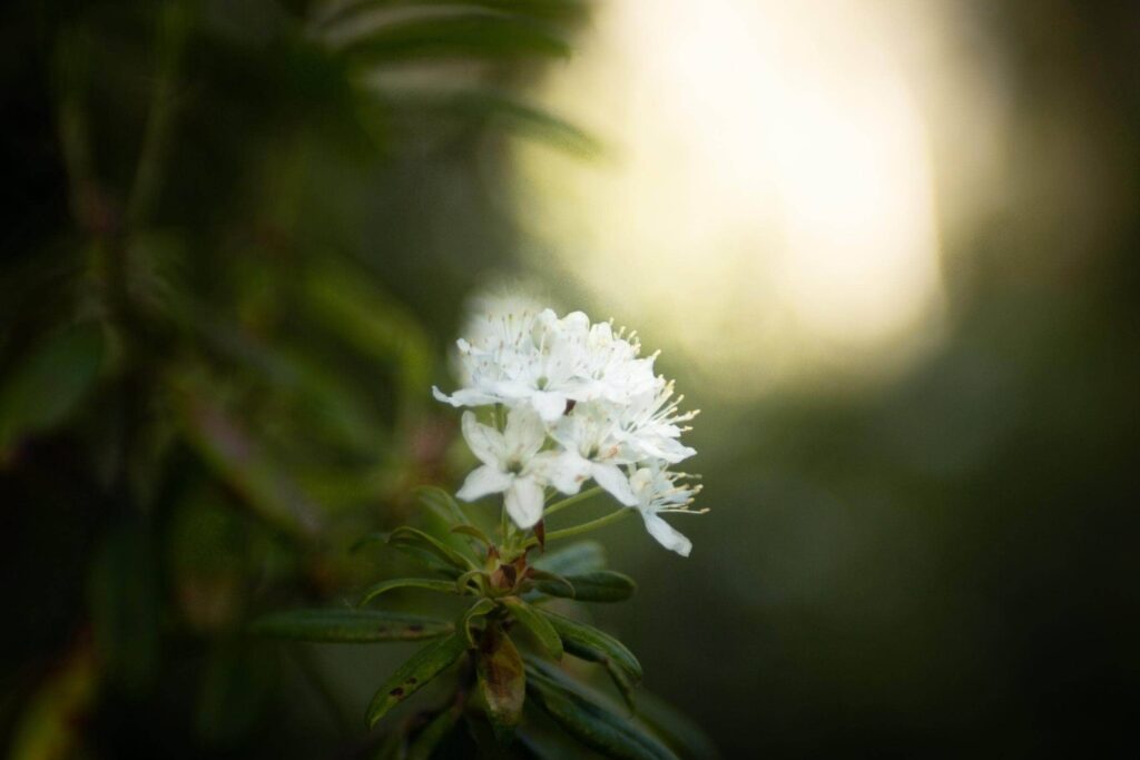 Cluster of white flowers in a forest. Ponder them while thinking of the Vatican's view on cremation
