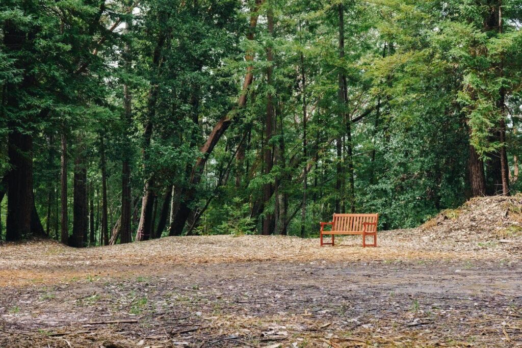 Empty bench in Reflection Meadow in our Santa Cruz forest