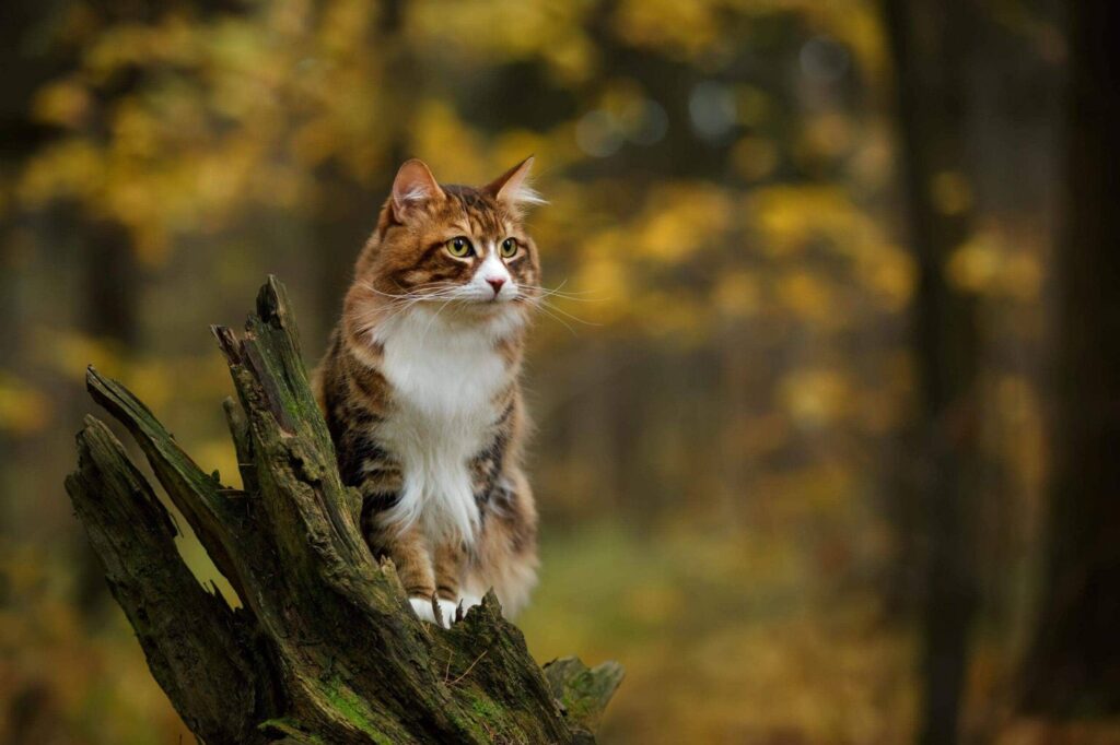 Orange tabby cat standing on a log in a forest in the fall