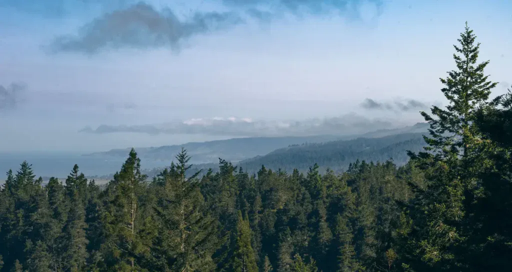 view of point arena memorial forest