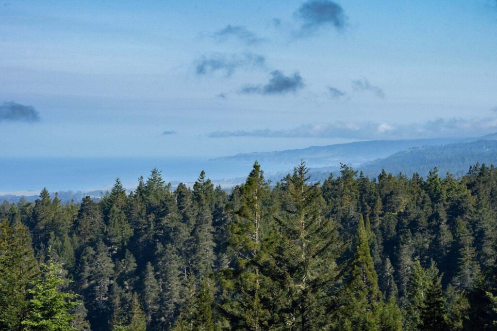 View of the visitor center from the Point Arena forest