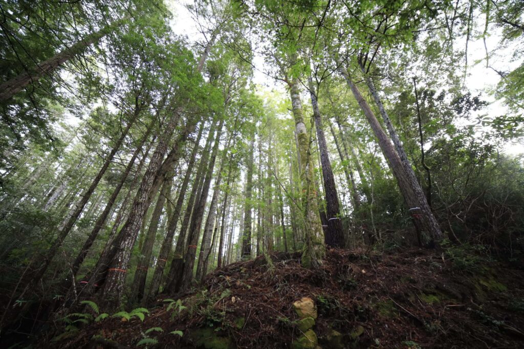 A beam of sunlight shines through the canopy of the Point Arena Memorial Forest. This is an example of willow tree symbolism