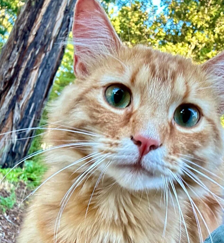 Aletheas cat in the Point Arena Forest with a ceremony for burial of pet cat