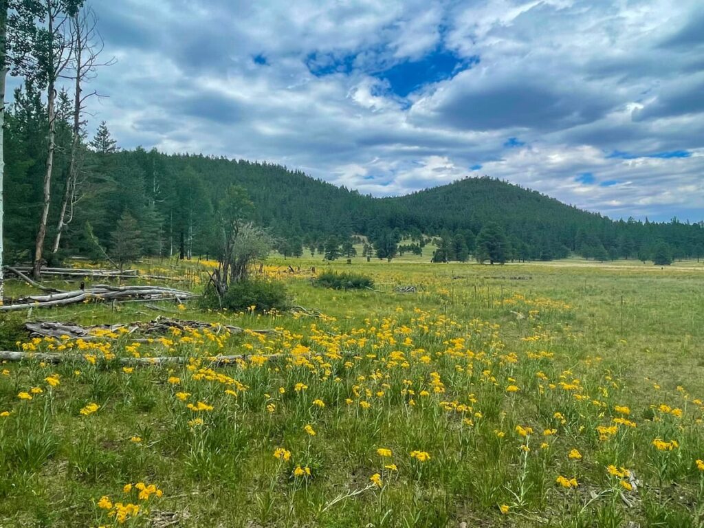 a meadow of flowers. An article about something in lieu of flowers