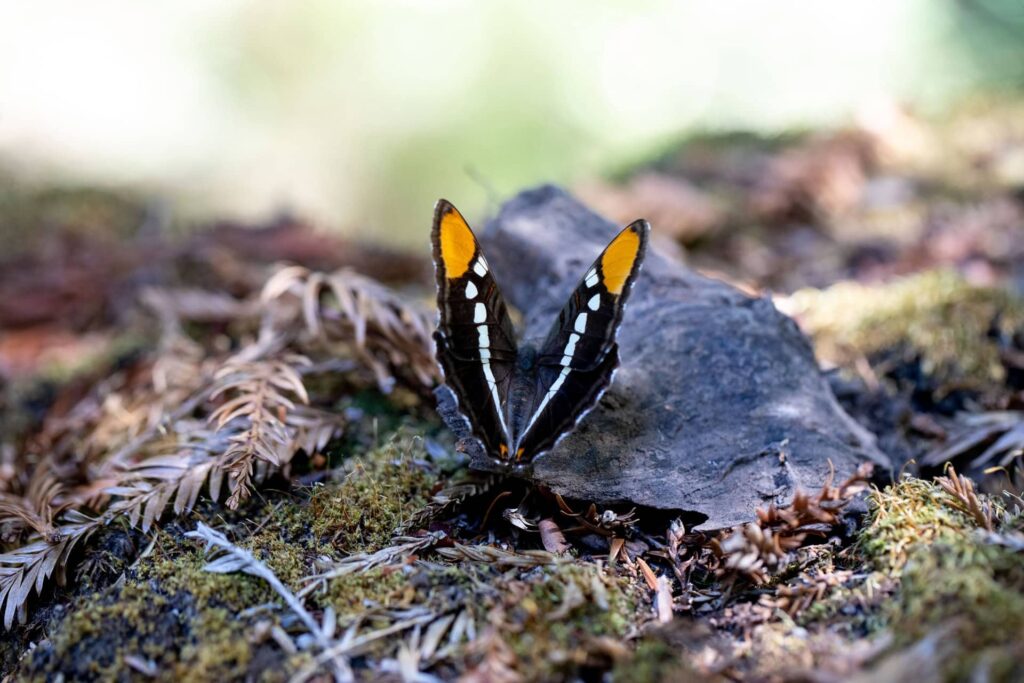 Better Place acquires Butterfly