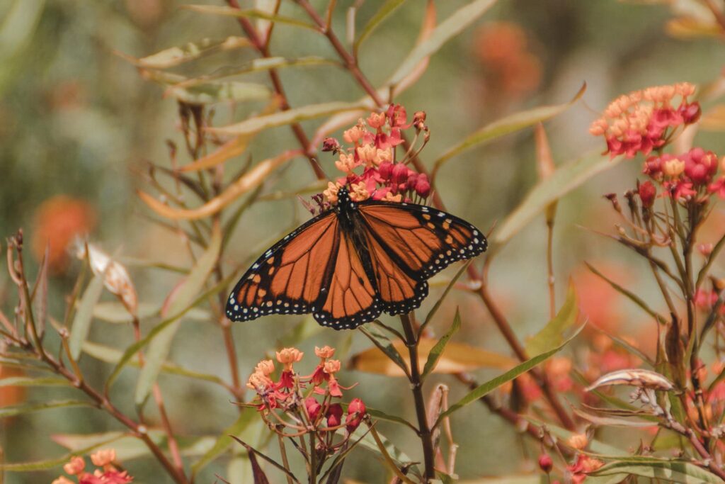 Better Place Forests acquires Butterfly