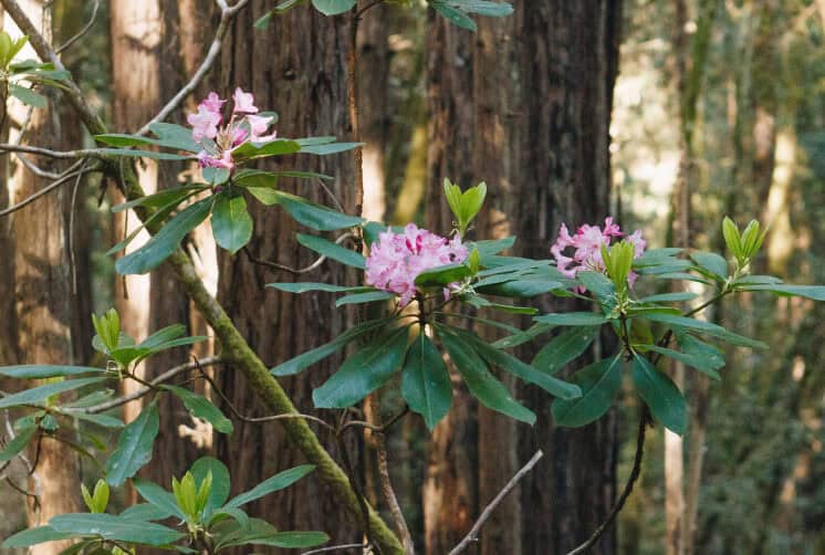 rhododendrons in point arena