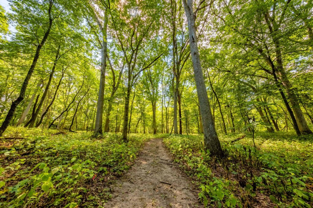 the path to our rock river memorial forest