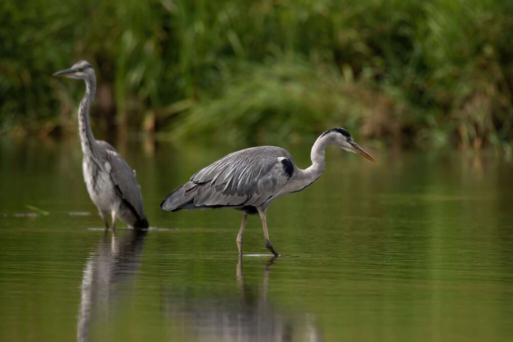 egrets in the rock river