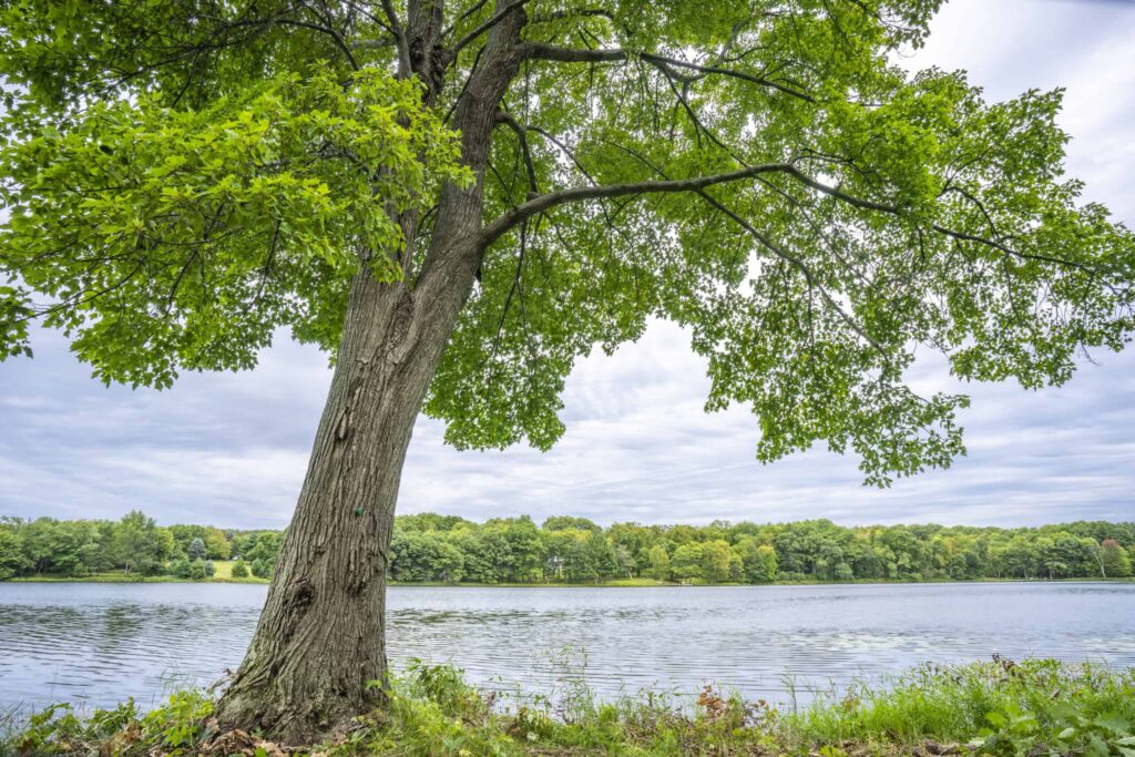 memorial tree by fish lake in st croix