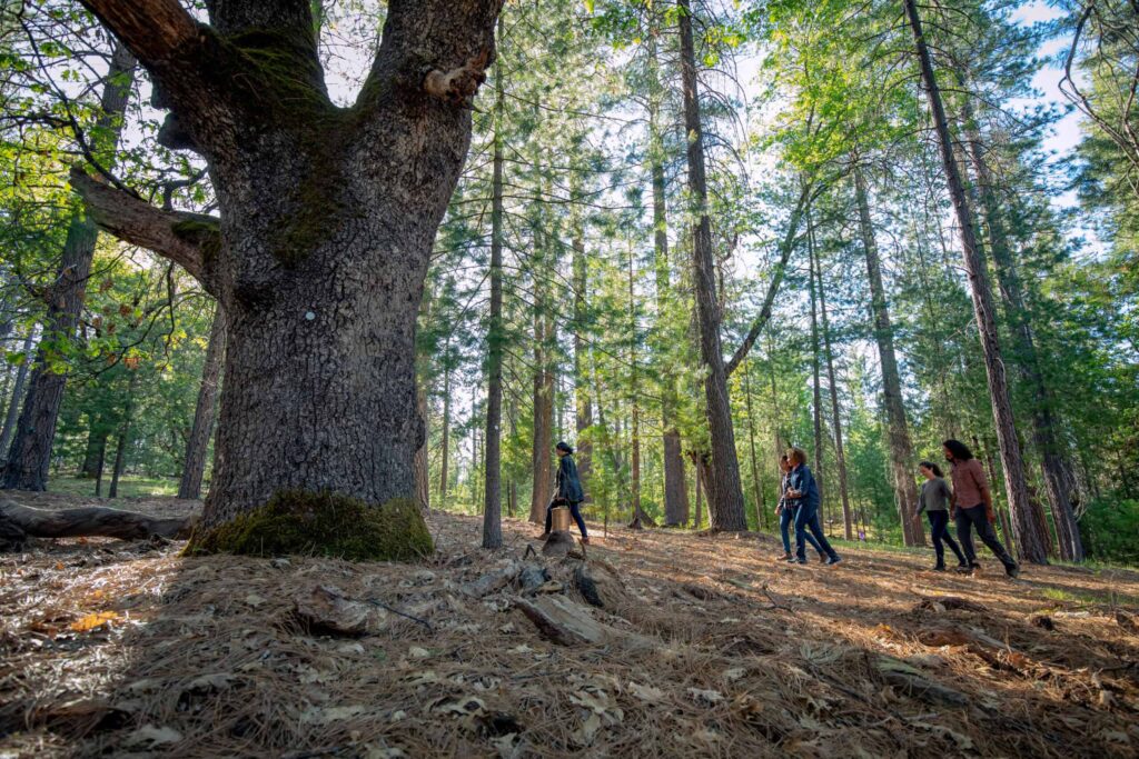 memorial family walking to tree in yosemite gateway