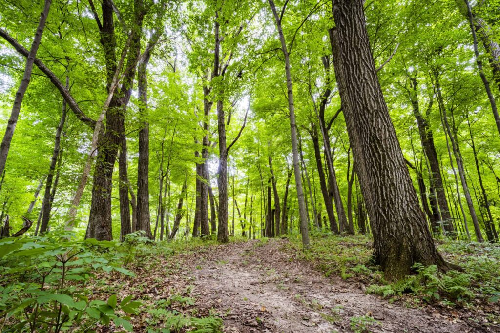 a path in the forest for the groves family to come home to in st croix valley