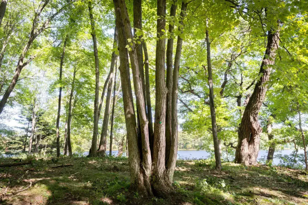 the large multi trunk tree the Groves Family will be coming home to