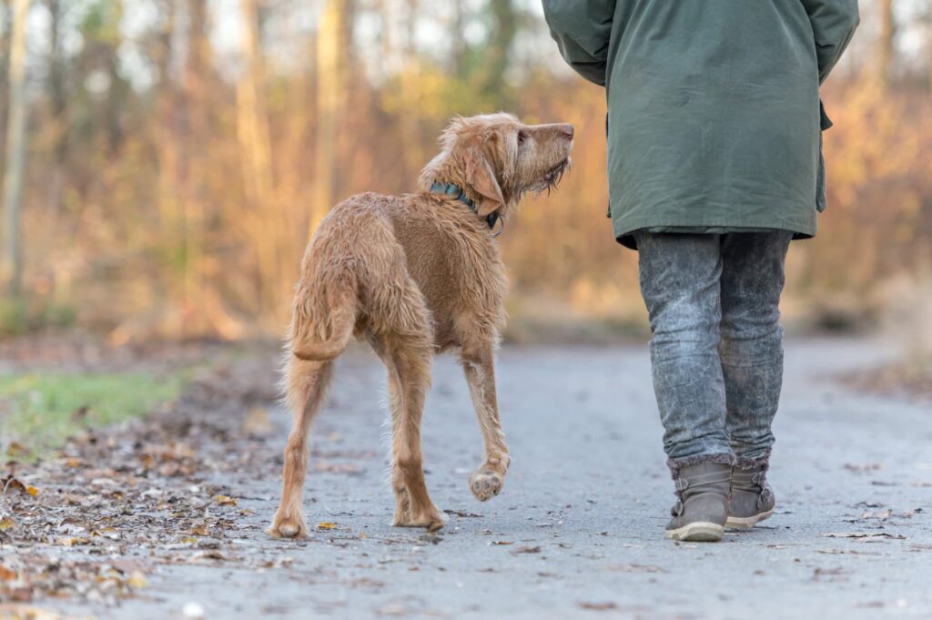 walking senior dog in memorial forest