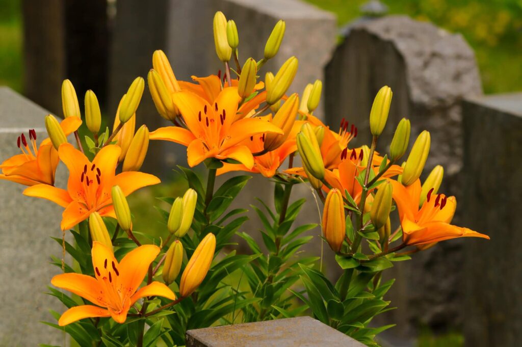 Beautiful orange lilies bloom on the old grave in the cemetery. 
