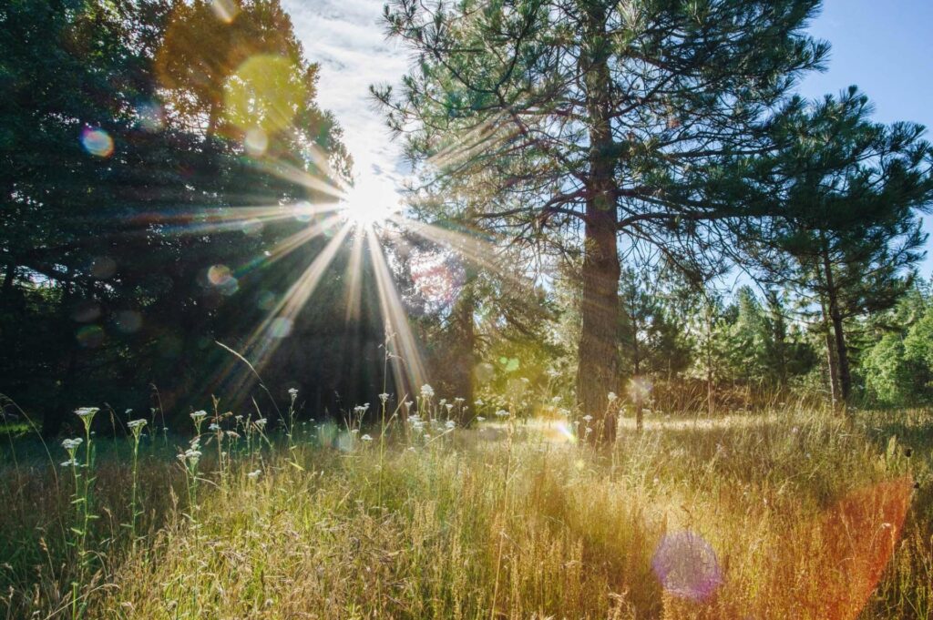 Sunlight shines through the canopy of a memorial tree