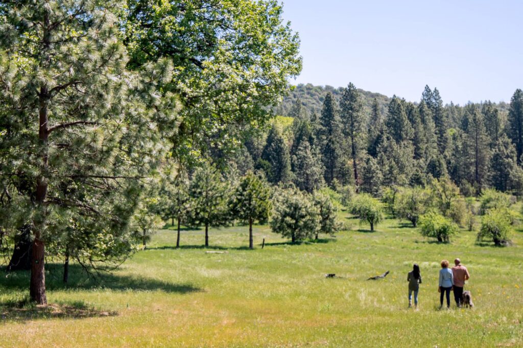 People stand in field lined with large memorial trees
