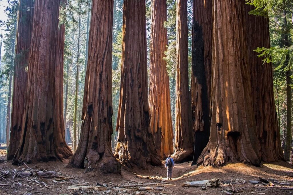 Man standing amongst a huge grove of giant sequoia redwood trees in California forest