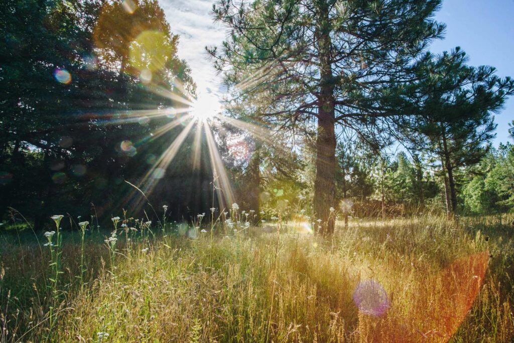 Sunlight streams through Memorial Forest canopy streaming rays into a wildflower filled meadow