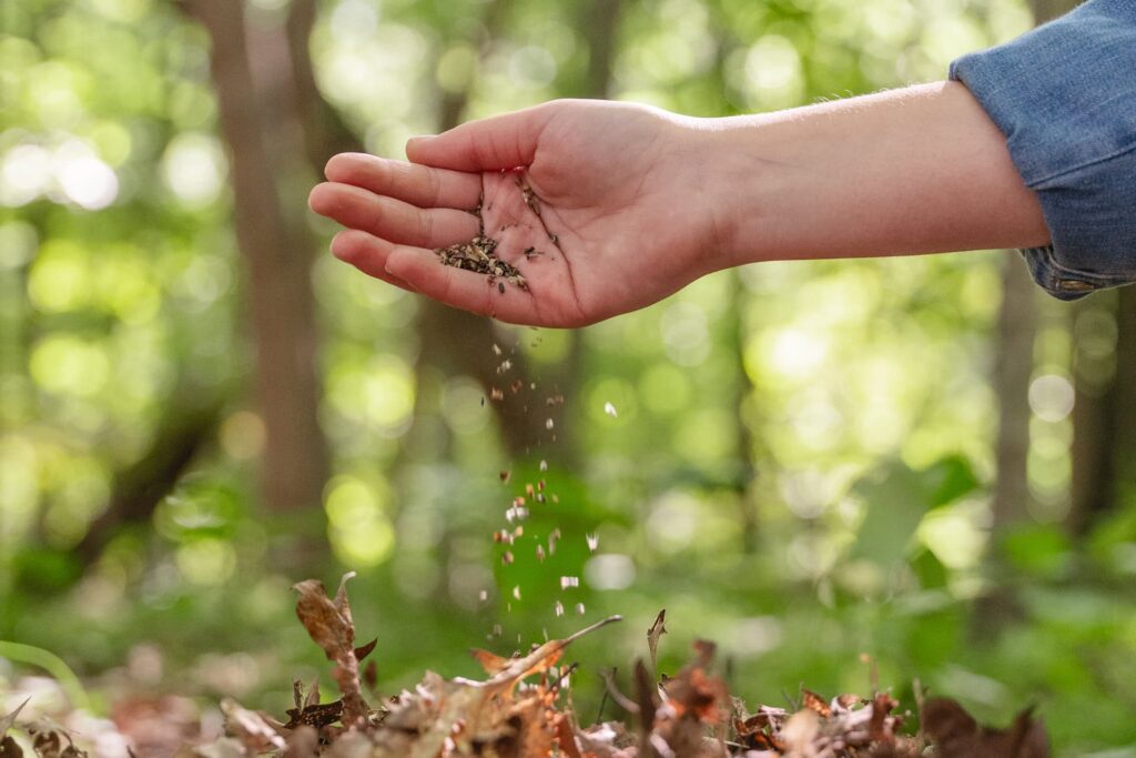 Someone sprinkling wildflower seeds into a Memorial Tree nest at a Forest Memorial ceremony